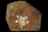 Fossil Flowering Plant Reproductive Structure - North Dakota #95380-1